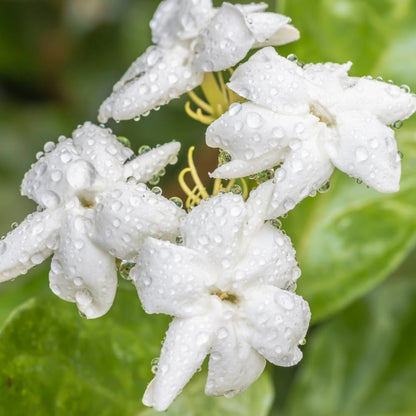 Jasmine Plant, Fragrant Jasmine Flower Vine 4-8 Inches Well Rooted for Container, Hanging Basket
