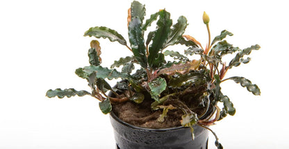 SubstrateSource Bucephalandra Titan Potted Live Aquarium Plant - Natural Freshwater Fish Tank