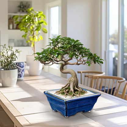 Bonsai Pots Shallow Succulent Planters for Live Bonsai Trees Set of 2, 6.3" Ceramic Pot for
