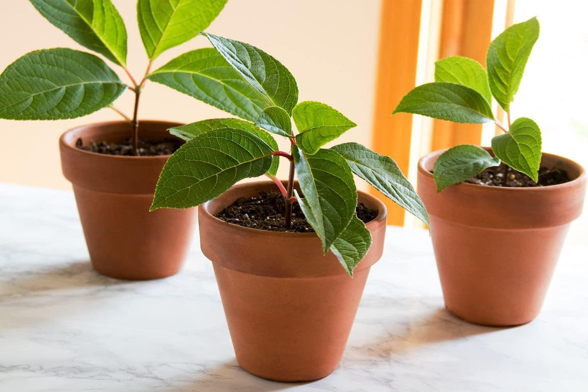 Gardenera Organic Plant Propagation Premium Potting Mix - Achieve Ideal Air and Moisture Balance