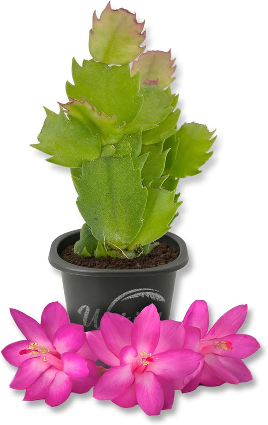 Pink Christmas Cactus - Live Starter Plants - Schlumbergera Bridgesii - Beautiful Colorful Tropical