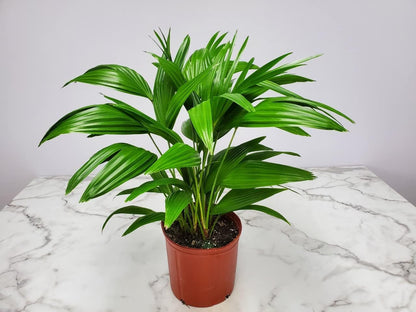 Fountain Palm Tree - Fan Palm - Overall Height 30" to 32" - Large Plant - Houseplant - Tropical