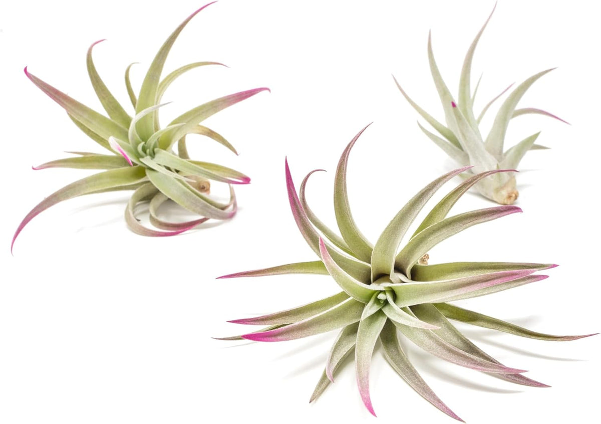 Fuchsia Colorful Tillandsia Air Plants - Long Lasting Color Enhanced Live Tillandsia Succulent