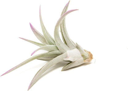 Lavender Colorful Tillandsia Air Plants - Long Lasting Color Enhanced Live Tillandsia Succulent