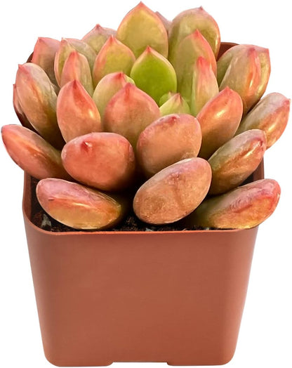 Sprout N Green Sedeveria Pink Ruby, Live Succulent Plant Fully Rooted in 2" Pot, Real House for