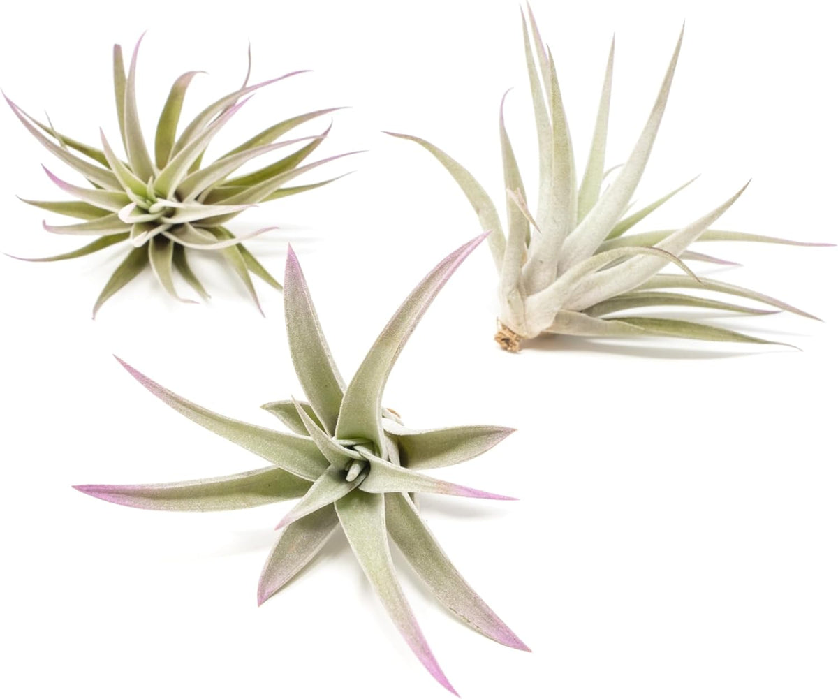 Lavender Colorful Tillandsia Air Plants - Long Lasting Color Enhanced Live Tillandsia Succulent