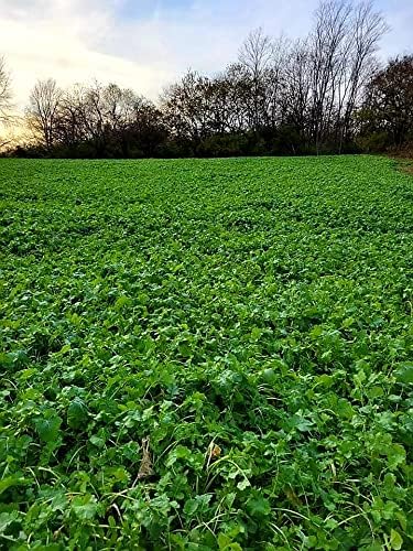Premium Blend | Select Seed Blends | Food Plot Seeds for Deer | Perennial | All Season High Protein
