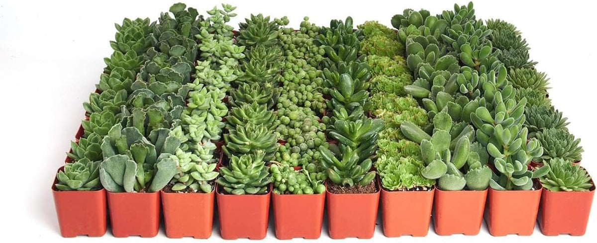 Shop Succulents Verde Succulent Plant Pack Bulk Collection - Live Mini Succulent Plants, Low