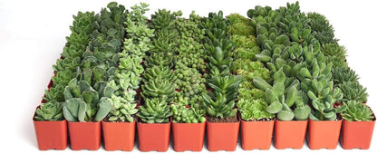 Shop Succulents Verde Succulent Plant Pack Bulk Collection - Live Mini Succulent Plants, Low