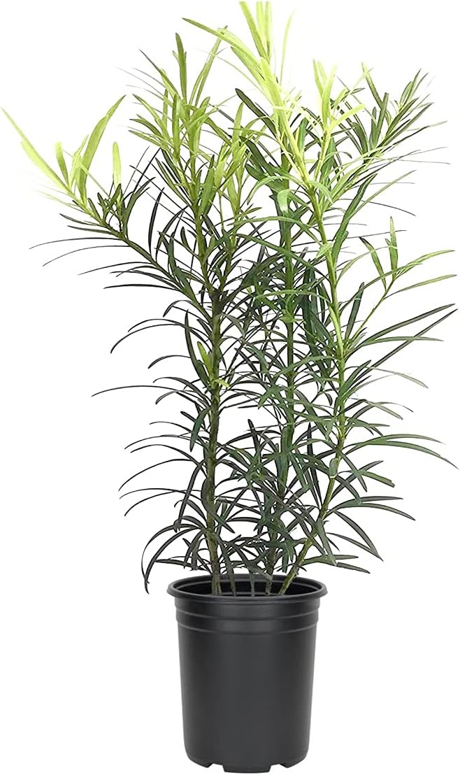 Podocarpus Japanese Yew | 3 Live 4 Inch Plants | Podocarpus Macrophyllus | Evergreen Shrub, Low