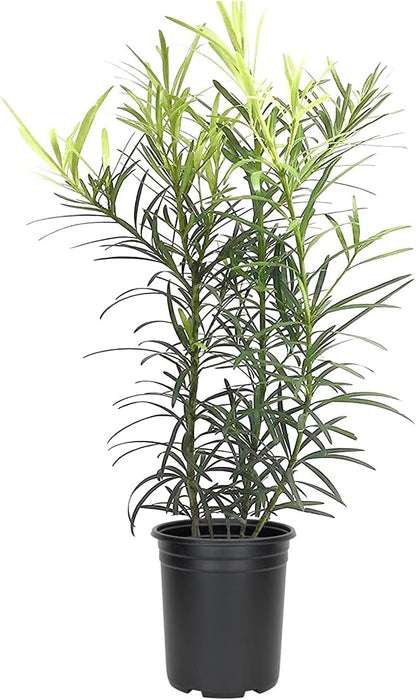 Podocarpus Japanese Yew | 3 Live 4 Inch Plants | Podocarpus Macrophyllus | Evergreen Shrub, Low