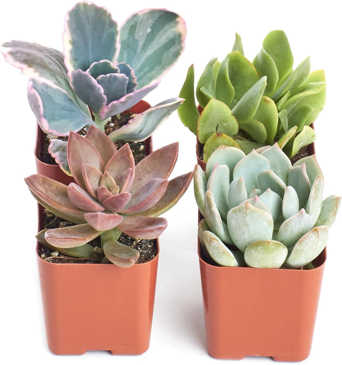 Shop Succulents Pastel Succulent Plant Pack Collection - Live Mini Succulent Plants, Low