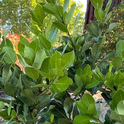 Mediterranean Bay Leaf, Bay Laurel Live Plant. Saratoga/Standard Varieties - Laurus Nobilis.