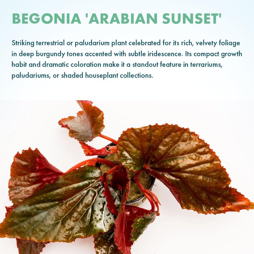 SubstrateSource Live Jungle Plants - Begonia Arabian Sunset (Begonia sp.) - Medium to High Light