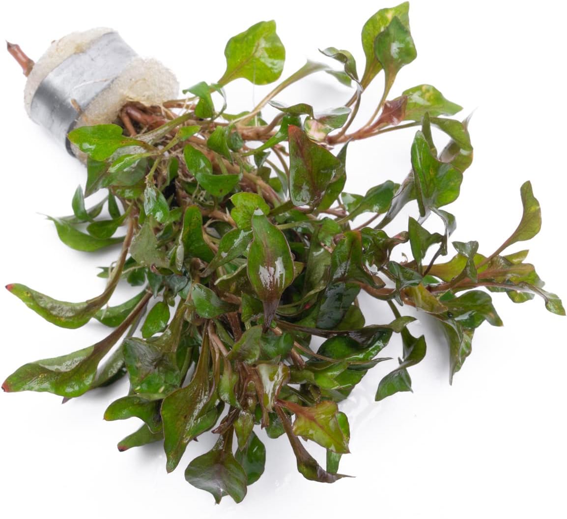 SubstrateSource Alternanthera Bettzickiana - Decorative Live Aquatic Plant for Terrariums and