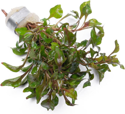 SubstrateSource Alternanthera Bettzickiana - Decorative Live Aquatic Plant for Terrariums and
