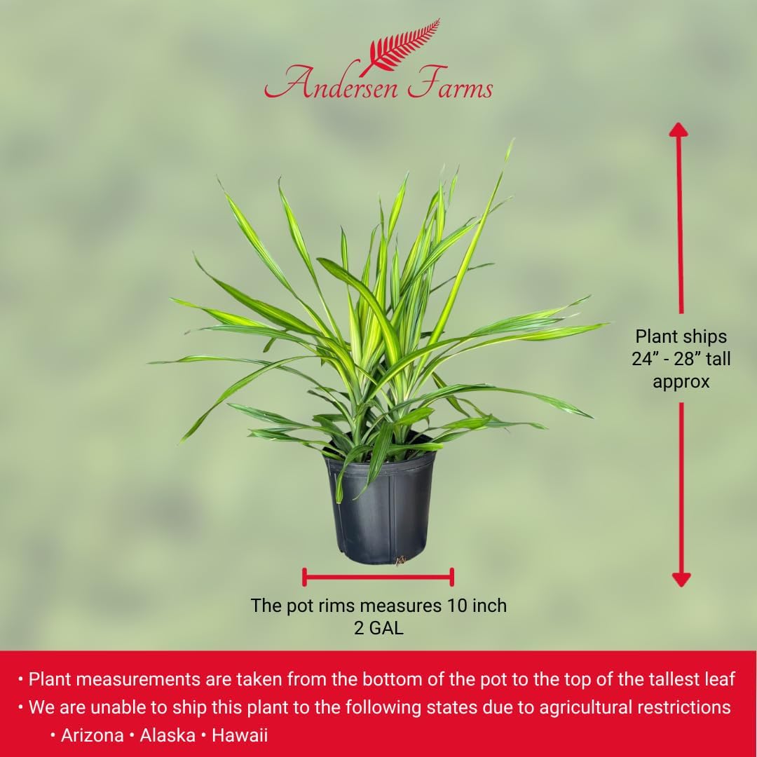 Dracaena Rikki – Live Tropical Plant in 10-Inch Grower Pot | Indoor & Outdoor Use