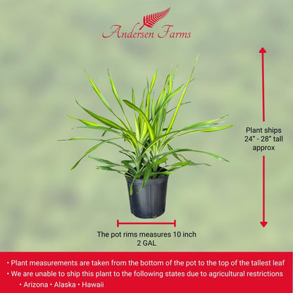Dracaena Rikki – Live Tropical Plant in 10-Inch Grower Pot | Indoor & Outdoor Use