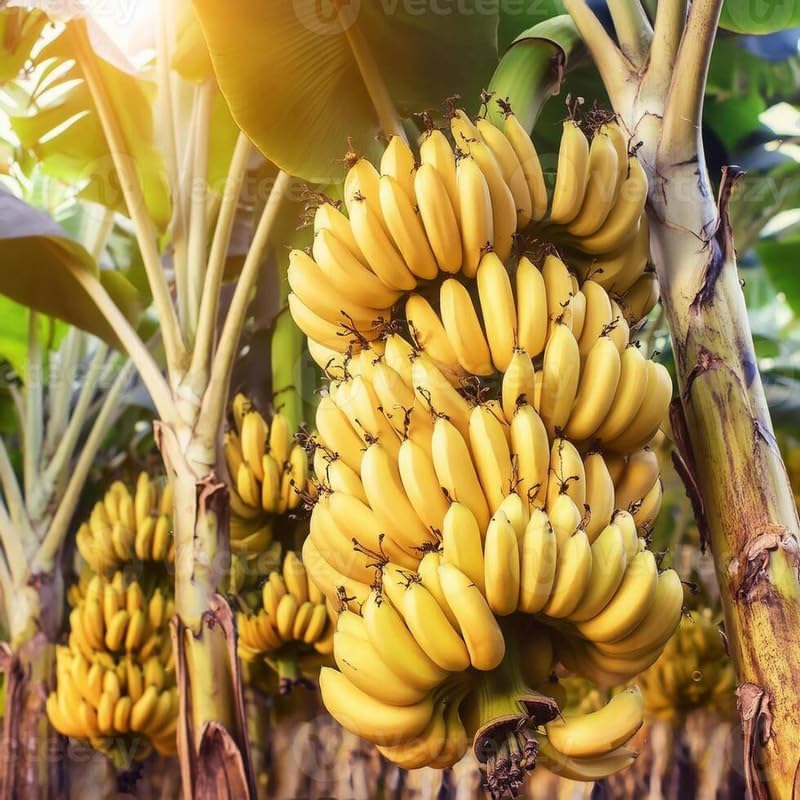 Mixed Banana Plant Live, 4-6" Tall Well-Rooted for Indoor Tropical Displays, Cold Hardy Banana