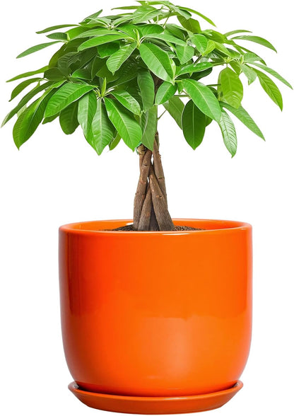 7 Inch Plant Pot - Ceramic Planter with Drainage Hole and Saucer, Modern Round Ceramic Flower Pot