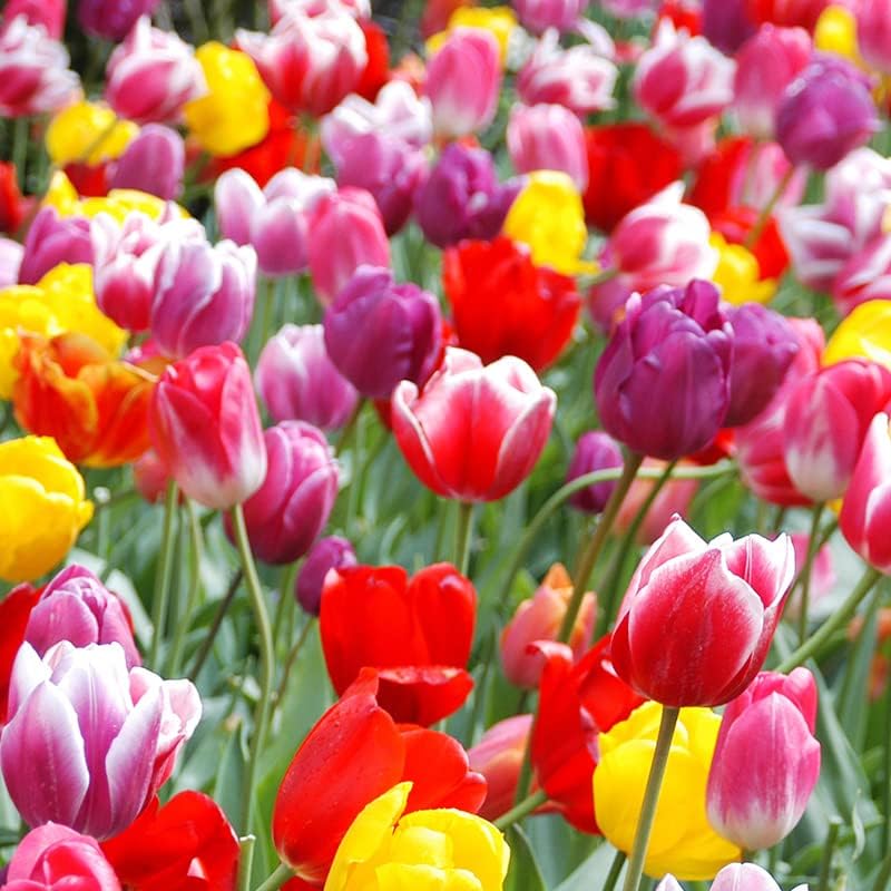 100-Pack Mixed Tulip Flower Bulbs – Bulk Pack of Colorful Tulips for Spring Blooms – Easy Fall