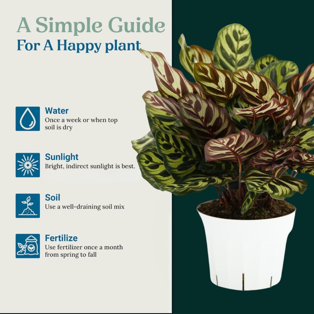 Calathea Peacock Live Plant - Air Purifier and Home Decor | Colorful Indoor Plants Live Houseplant