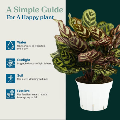 Calathea Peacock Live Plant - Air Purifier and Home Decor | Colorful Indoor Plants Live Houseplant