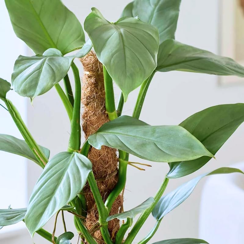 2 Silver Philodendron Live Plant 5-9" Tall, Rare Tropical Indoor Houseplant Home Garden