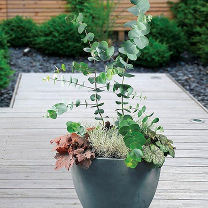 Park Seed Grow Your Own Eucalyptus Seeds Plant, Perfect for Indoor Growing and Spring Garden, Baby