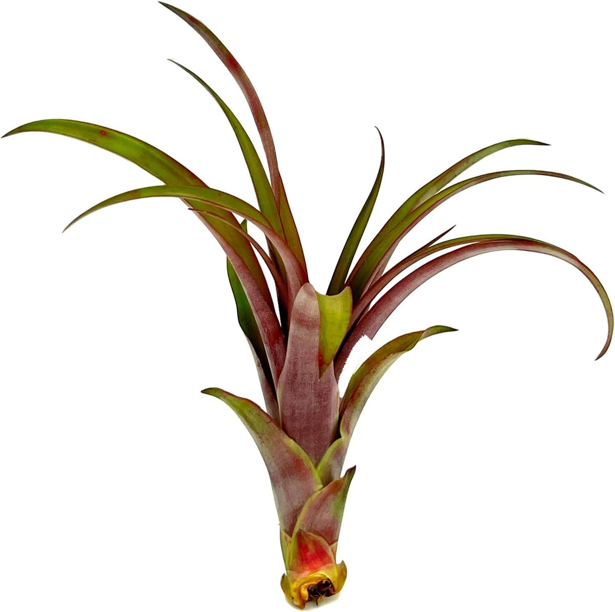 ragnaroc Air Plants - Tillandsia Red Capitata, Large 5-7” - 1ct - Live Arrival Guaranteed - House
