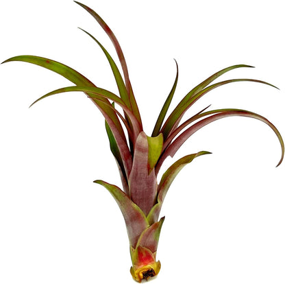 ragnaroc Air Plants - Tillandsia Red Capitata, Large 5-7” - 1ct - Live Arrival Guaranteed - House