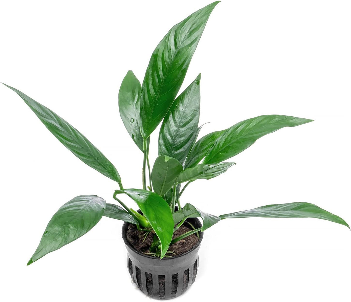SubstrateSource Anubias Live Aquarium Plants - Potted Freshwater Plant for Fish Tanks, Terrariums
