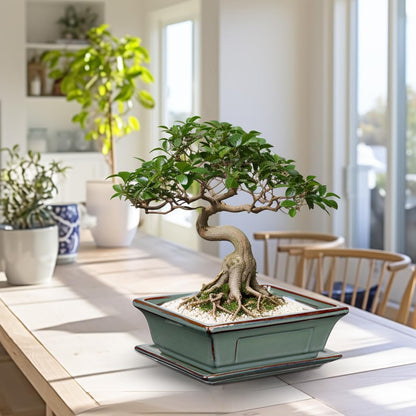Ceramic Bonsai Pots with Drainage Trays Set of 2, Green Glazed Bonsai Planters for Indoor/Outdoor
