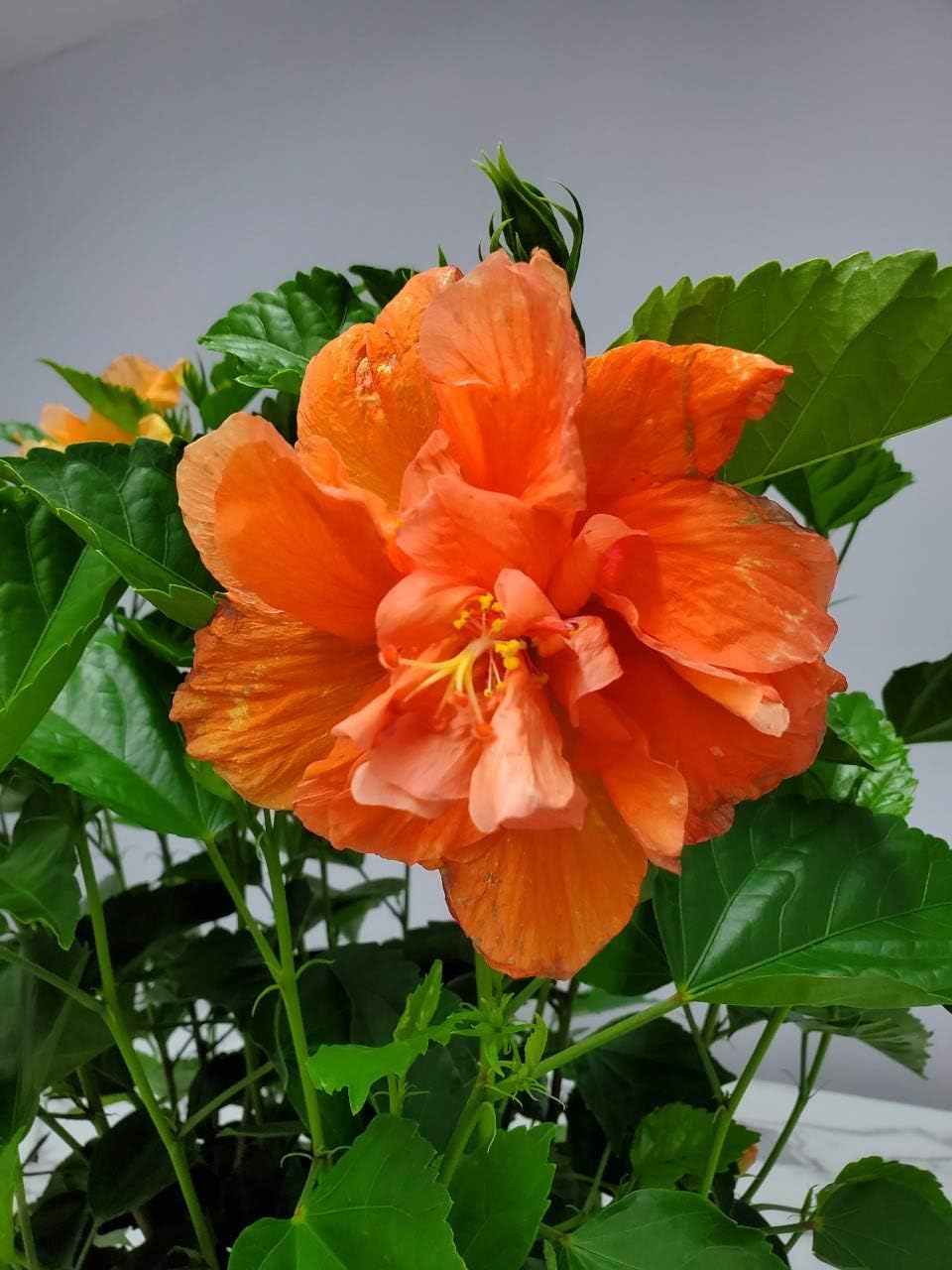 Hibiscus Bush - Double Peach Flowering Plant Live - Overall Height 26" to 28" - Tropical Plants of
