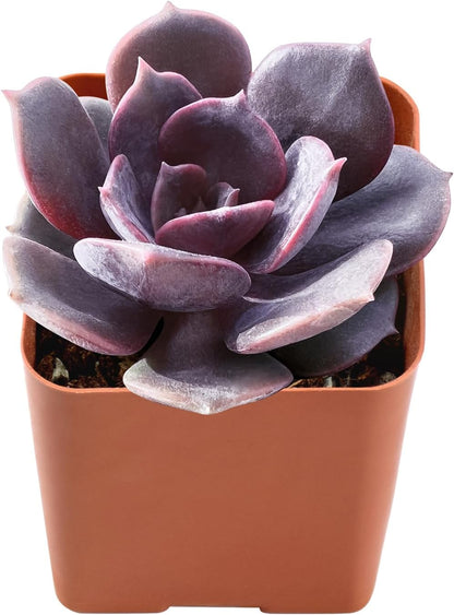 Live Succulent Echeveria Red Robe, Approx 2-inch Large, Potted Succulents, Fully Rooted, Easy Care