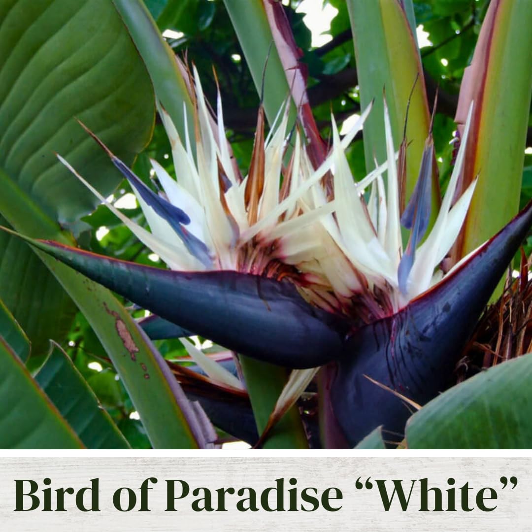 Bird of Paradise Plants Live (4-Pack), Strelitzia Plants with Perennial White Flowers