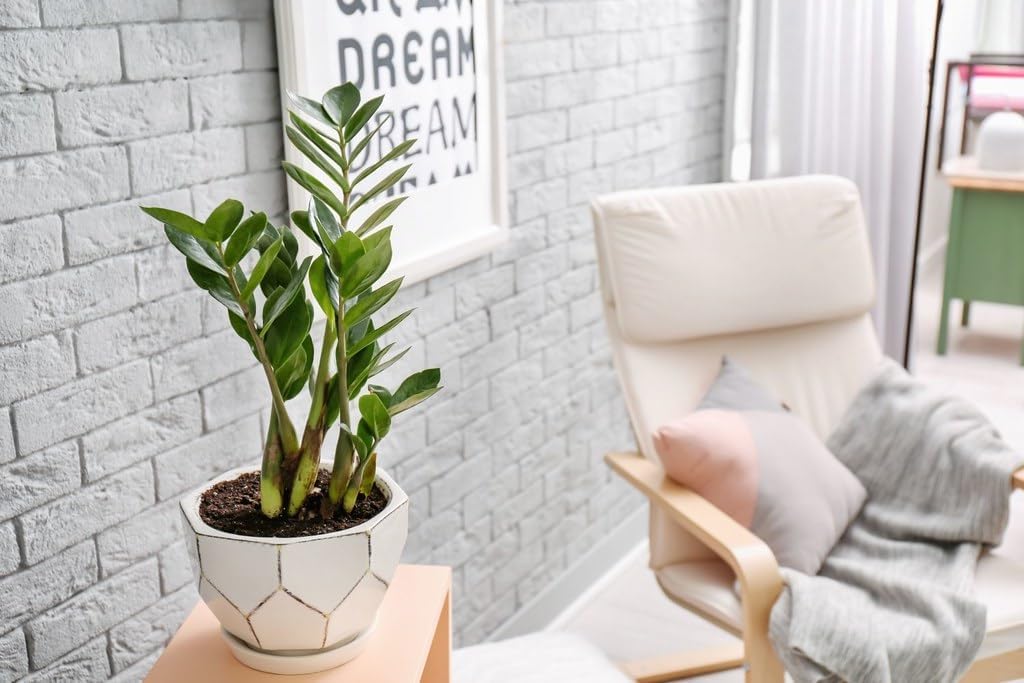 Premium Zamioculcas Plant Soil Mix by Gardenera - Stimulate Growth and Elevate Elegance with