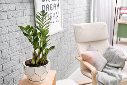 Premium Zamioculcas Plant Soil Mix by Gardenera - Stimulate Growth and Elevate Elegance with