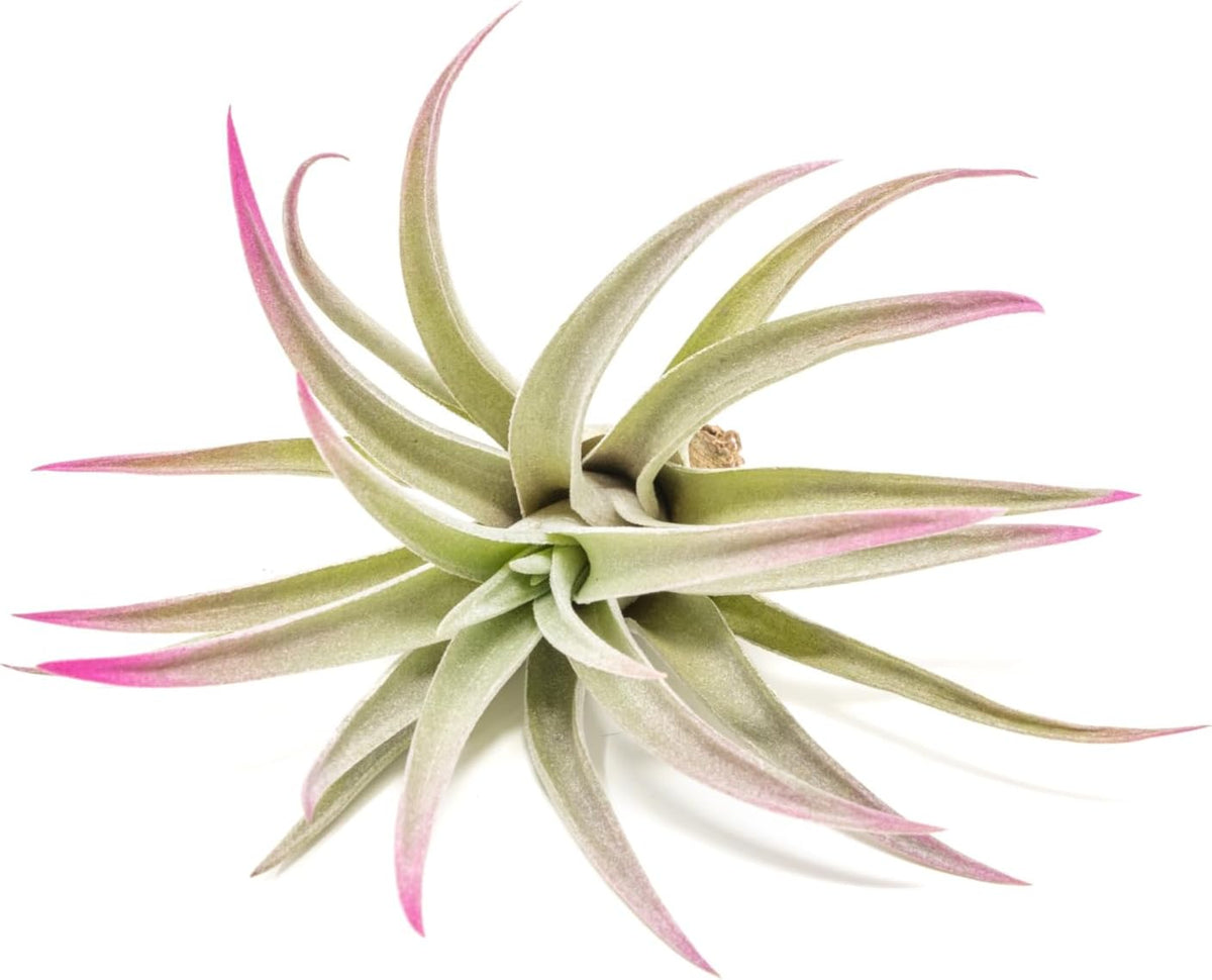 Fuchsia Colorful Tillandsia Air Plants - Long Lasting Color Enhanced Live Tillandsia Succulent