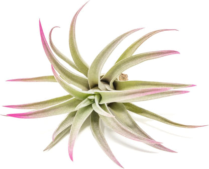 Fuchsia Colorful Tillandsia Air Plants - Long Lasting Color Enhanced Live Tillandsia Succulent