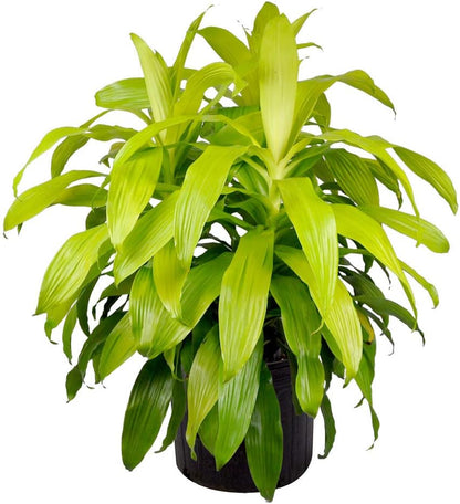 American Plant Exchange Dracaena Limelight Madagascar Dragon Tree – 3-Gallon with Pot – Live XL