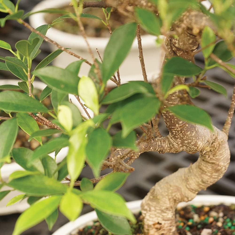 Brussel's Bonsai Live Golden Gate Ficus Indoor Bonsai Tree-4 Years Old 5" to 8" Tall with Plastic