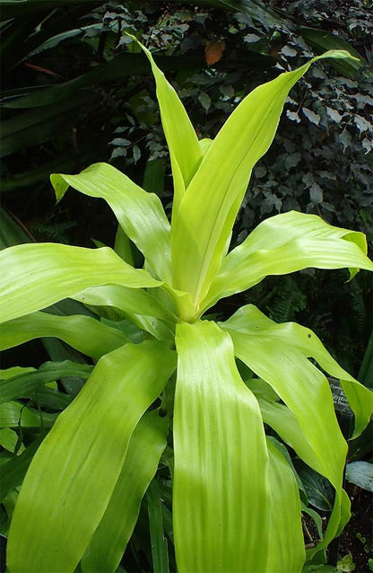 American Plant Exchange Dracaena Limelight Madagascar Dragon Tree – 3-Gallon with Pot – Live XL