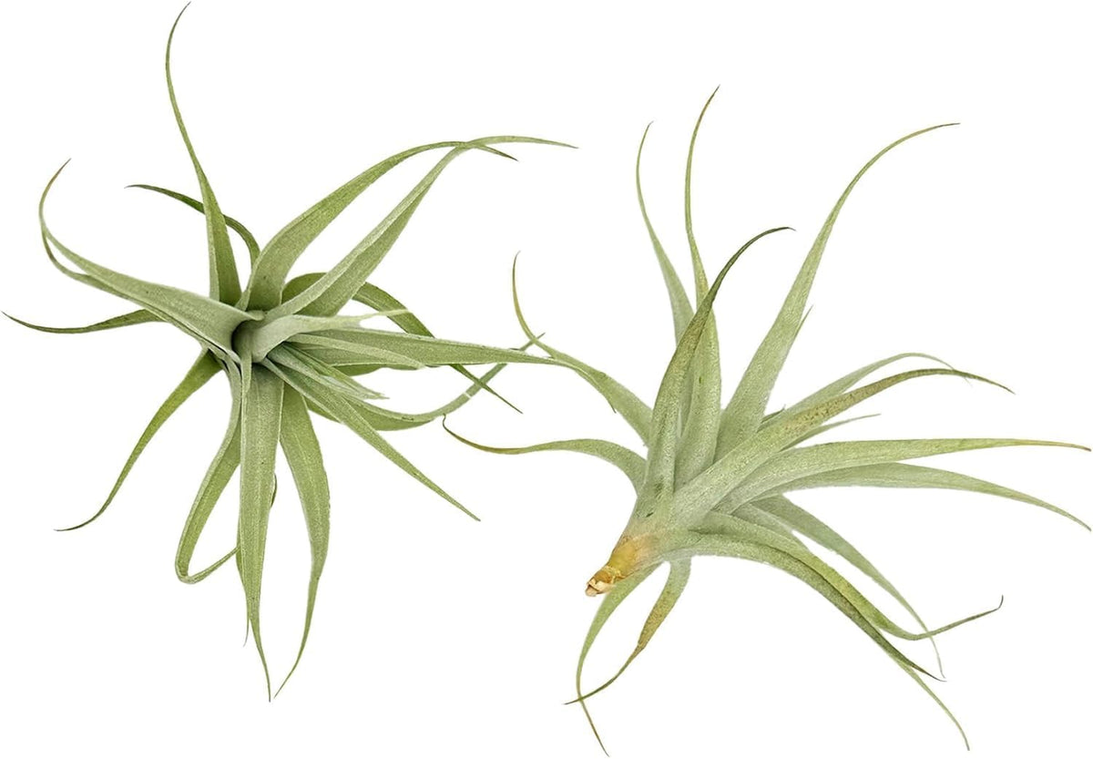 Live Air Plants - Tillandsia Albida 3-5" - 2ct – ragnaroc Live Indoor Plant - Live Arrival