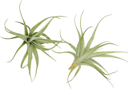 Live Air Plants - Tillandsia Albida 3-5" - 2ct – ragnaroc Live Indoor Plant - Live Arrival