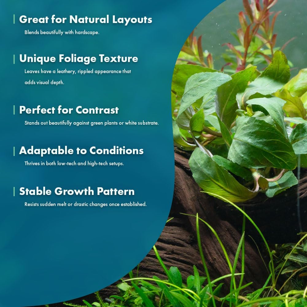 SubstrateSource Live Plants - Staurogyne Bihar (Staurogyne sp. Bihar) - Moderate to High Light