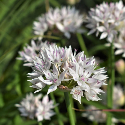 Gardens Best Graceful Beauty Alliums – 30 Bulbs - White Star-Shaped Flowers | Easy-Grow Spring