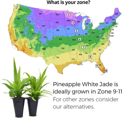 Pineapple Plant White Jade (4 Pack) | Grow Your own Food on Your Edible Organic Garden | Easy to