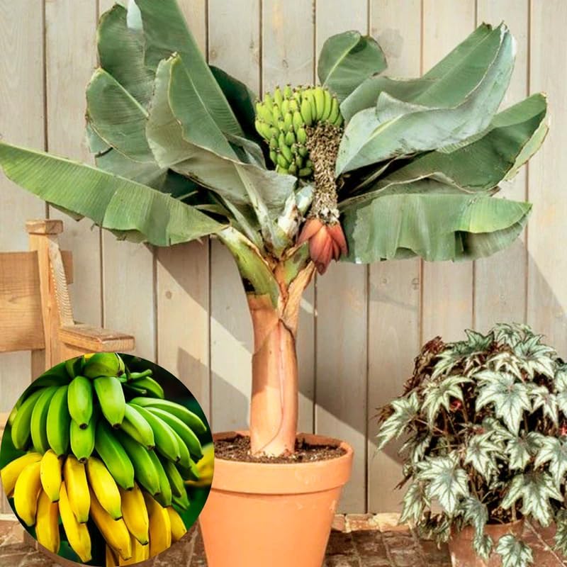 Mixed Banana Plant Live, 4-6" Tall Well-Rooted for Indoor Tropical Displays, Cold Hardy Banana