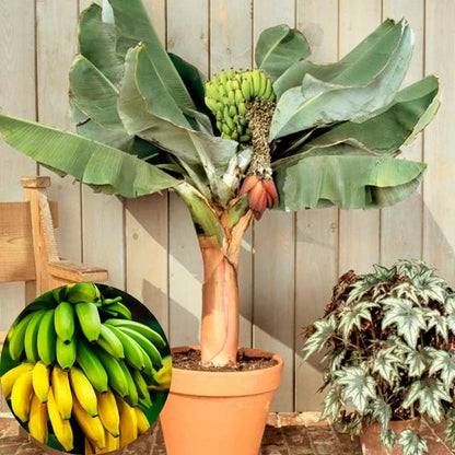 Mixed Banana Plant Live, 4-6" Tall Well-Rooted for Indoor Tropical Displays, Cold Hardy Banana